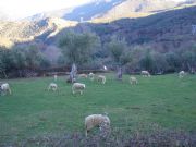 Prado en Anguieiros. Quiroga, Lugo